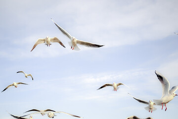 Fototapeta premium Birds in the sky - a flock of flying seagulls against pale blue sky