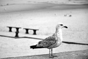 Young seagull (Larus argentatus) herring gull with a leg ring tag and number on a beach around Baltic Sea, Poland