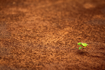 A small plant grows alone on the ground. red sand Environment and nature concept