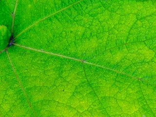 fragment of green pumpkin leaf