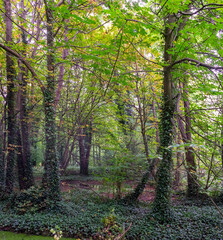 Green Swamp in Forest