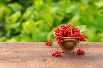 Ripe red currant berries
