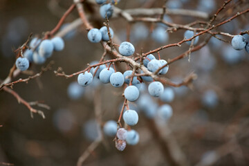 Blackthorn bush with blue fruits on a fall sunny day.