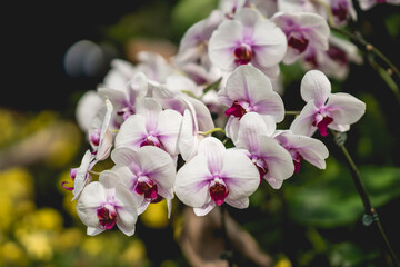 Fototapeta na wymiar beautiful colour orchids flower in garden close up