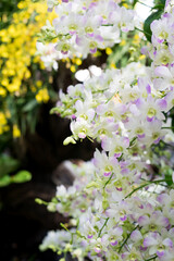 beautiful colour orchids flower in garden close up