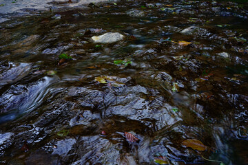 Fallen leaves on a river in an autumn morning