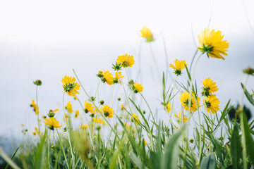 Bright yellow flower in a cloudy day