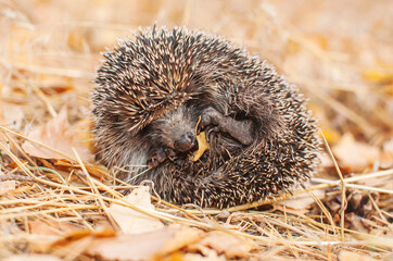 Wild hedgehog in the autumn forest on a background of yellow foliage. Curled up into a ball. Protection. Barbed. Close-up