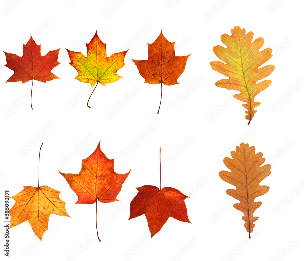 Wall mural collection of beautiful autumn leaves isolated on white background