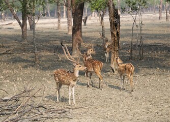 A group of spotted deers in the mangrove forest 