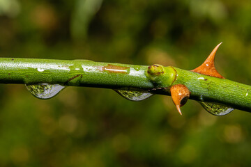 A closeup picture of a thorny rose branch with water droplets. Green blurry background. Picture...