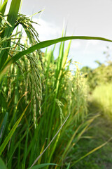 Obraz premium close up of yellow green rice field