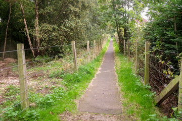 Obraz premium Edinburgh, Scotland. Forest surrounding the neighborhood of South Queensferry-Dalmeny close to the Firth of Forth