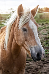 Fototapeta premium Fuchs. Sorrel. 