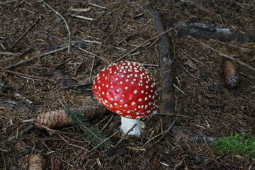 Beautiful and dangerous, the famous Amanita Muscaria