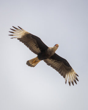 Vulture flying over a beach in search of food. Its colors are very detailed and with reddish orange detail in the beak. Its wings are wide open allowing the sun to pass through them.