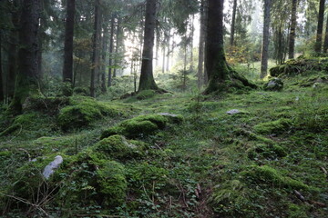 The Dark forest of Cansiglio