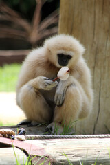 Obraz premium Weisshandgibbon