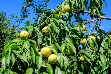 Many ripe young fresh green peaches and green leaves in a tree orchard in a garden in a sunny summer day, beautiful outdoor background photographed with soft focus.