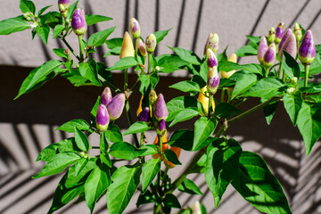 Young spicy pepper plant with decorative green leaves in direct sunlight, in a herbs garden, in a sunny summer day, beautiful outdoor monochrome background photographed with selective focus.