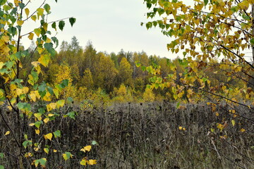 Obraz premium yellowed leaves of young birches and dry grass