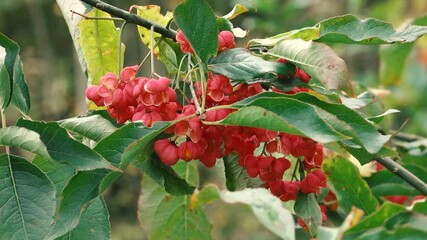 Spindle - Tree wind moves during autumn