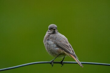 Spatz