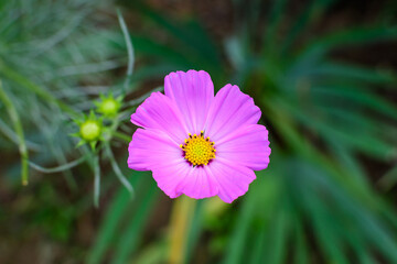  One delicate vivid pink flower of Cosmos plant in a British cottage style garden in a sunny summer day, beautiful outdoor floral background photographed with soft focus.