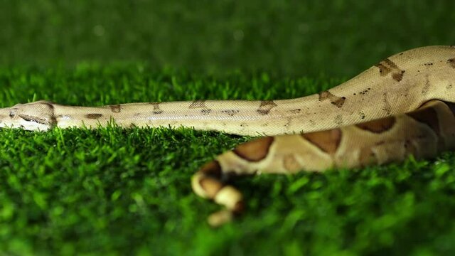 Black opal spider ball python (Python regius) on green background. Reptile crawling in the grass