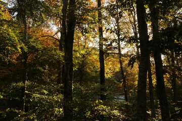 Obraz premium Autumn in the mountains of Friuli, Italy