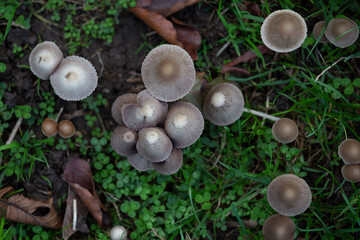 graue und weiße Pilze im Herbst auf Wiese von Oben fotografiert