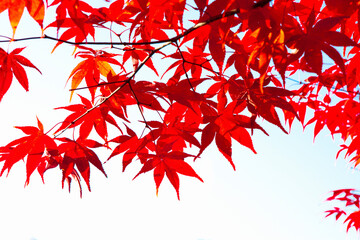 香嵐渓の紅葉