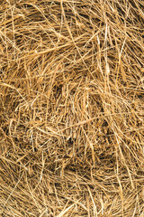 rice straw background 