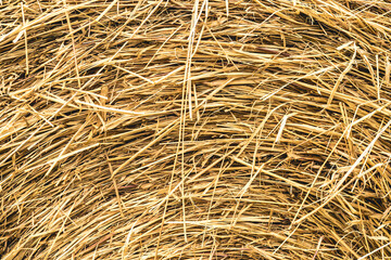 rice straw background 