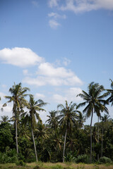 Plakat coconut trees