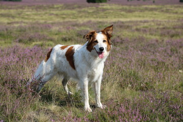 Süßer Hund Leila posiert in der blühenden Heidelandschaft
