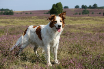 Hund Leila posiert in der wunderschönen, blühenden Heidelandschaft