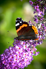 Schmetterling