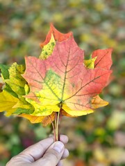 Maple leaves in autumn flowers