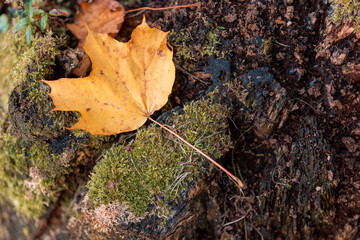 Colorful leaves turning yellow with the onset of autumn.