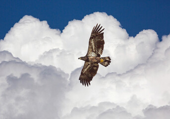 Juvenile American Bald Eagle in Flight