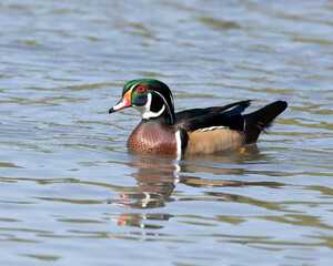 Male American Wood Duck in the Water