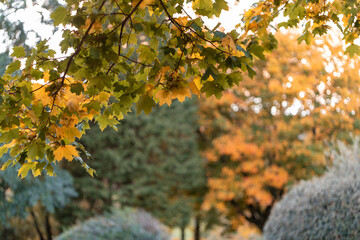 Colorful leaves turning yellow with the onset of autumn.