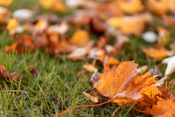 Colorful leaves turning yellow with the onset of autumn.