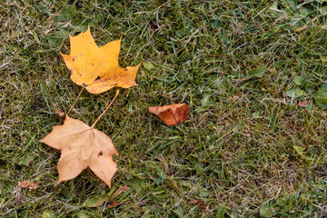Colorful leaves turning yellow with the onset of autumn.