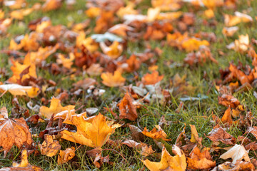Colorful leaves turning yellow with the onset of autumn.