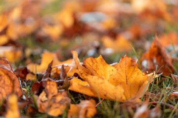 Colorful leaves turning yellow with the onset of autumn.