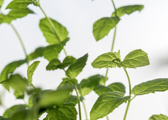 Stems of spearmint on a light background, close-up.