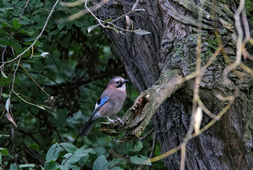 bird on a branch
