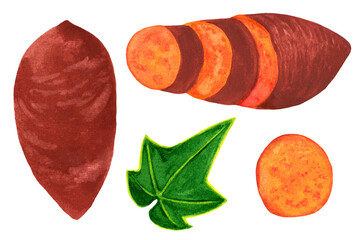 Sweet potato watercolor set isolated on white background. Whole batata, chopped, slice elements with leaf. Organic veggies